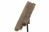 Fossil Hadrosaur Rib Section w/ Metal Stand - South Dakota #378564-2